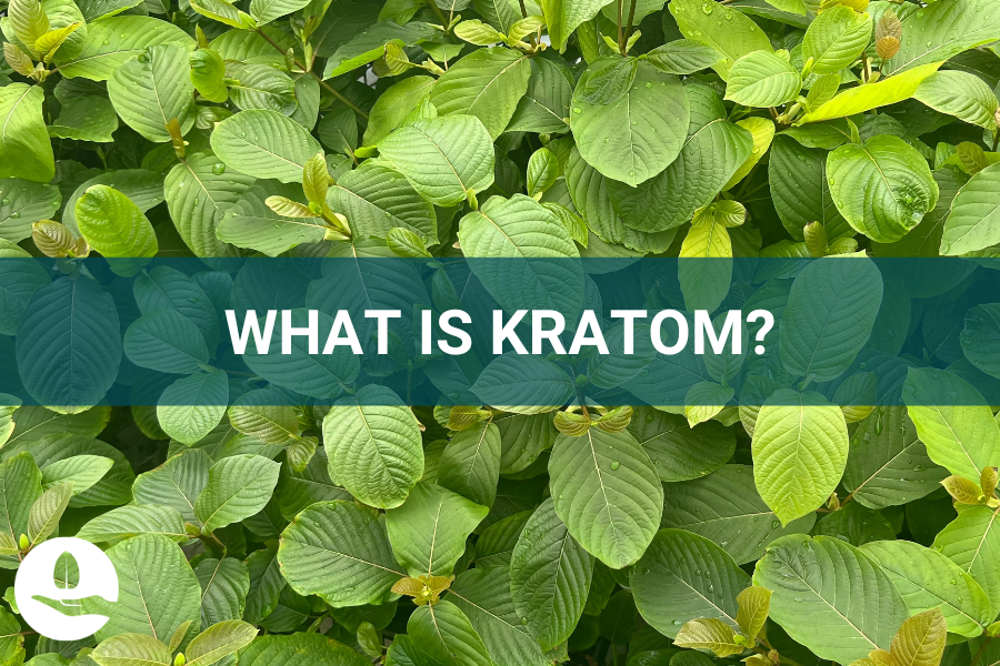 WHAT IS KRATOM? IS IT GOOD FOR YOU?