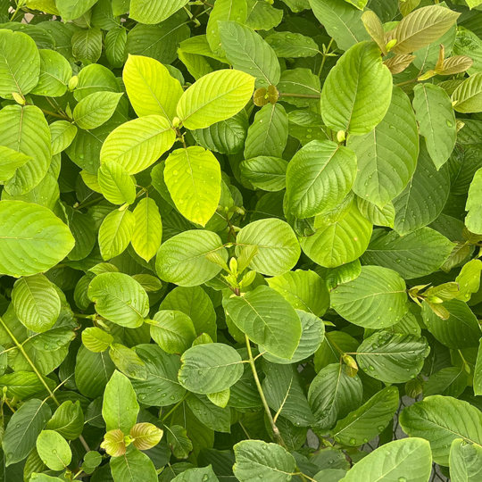 ETHA Live Kratom Plant - ETHA Natural Botanicals