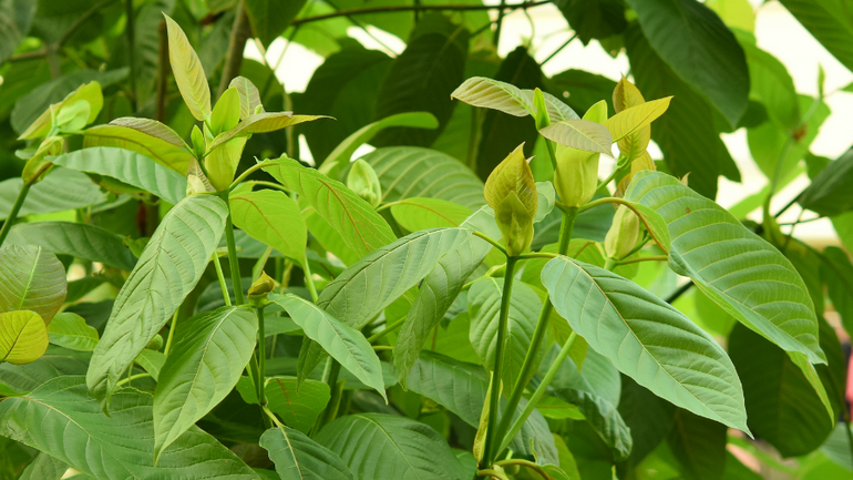 ETHA Natural Botanicals