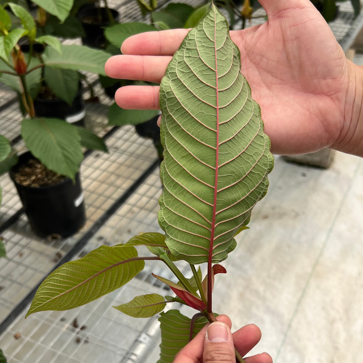 ETHA Live Kratom Plant - ETHA Natural Botanicals