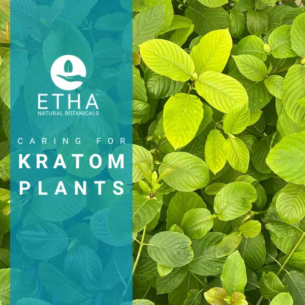 How to Care for Your Own Kratom Plant