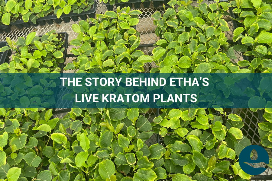 They’re Back!!! The Story Behind ETHA’s Live Kratom Plants