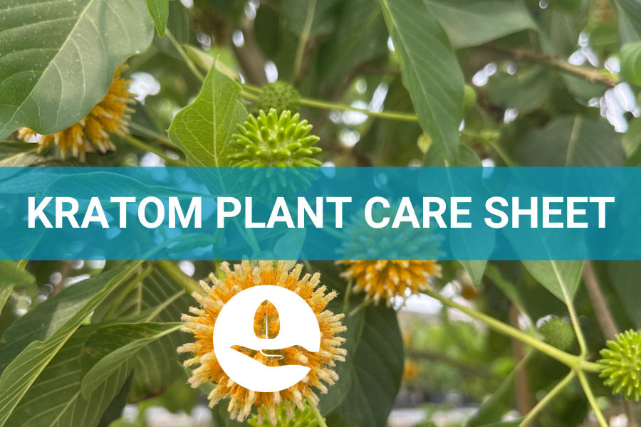ETHA Live Kratom Plant: Plant Care Sheet