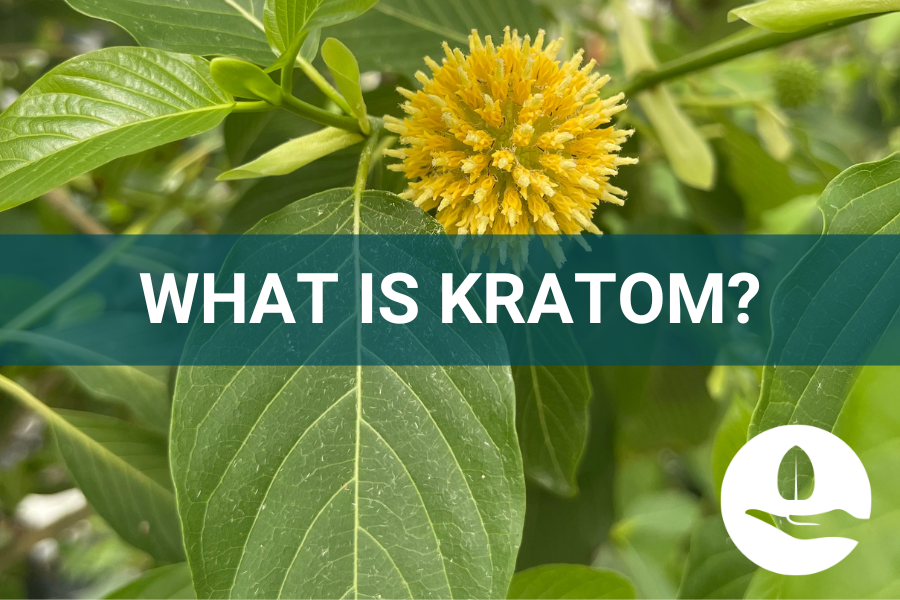 What Is Kratom?