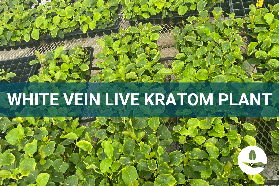 ETHA Live Kratom Plants: White Vein