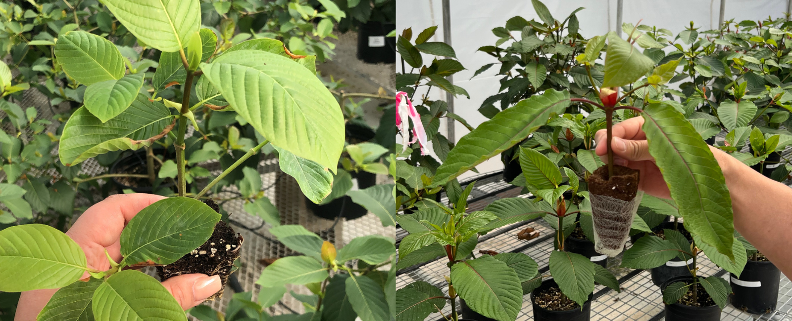 Live Kratom Plants