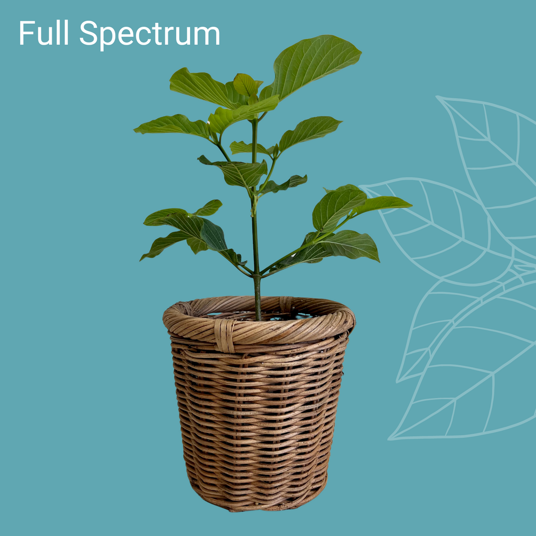 ETHA Live Kratom Plant