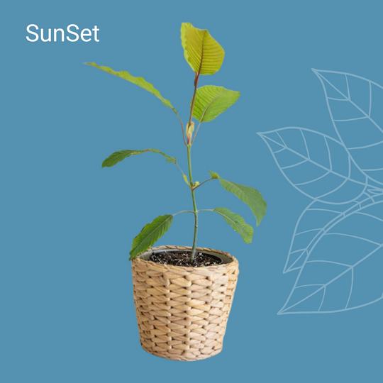ETHA Live Kratom Plant