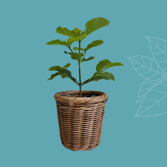 ETHA Live Kratom Plant