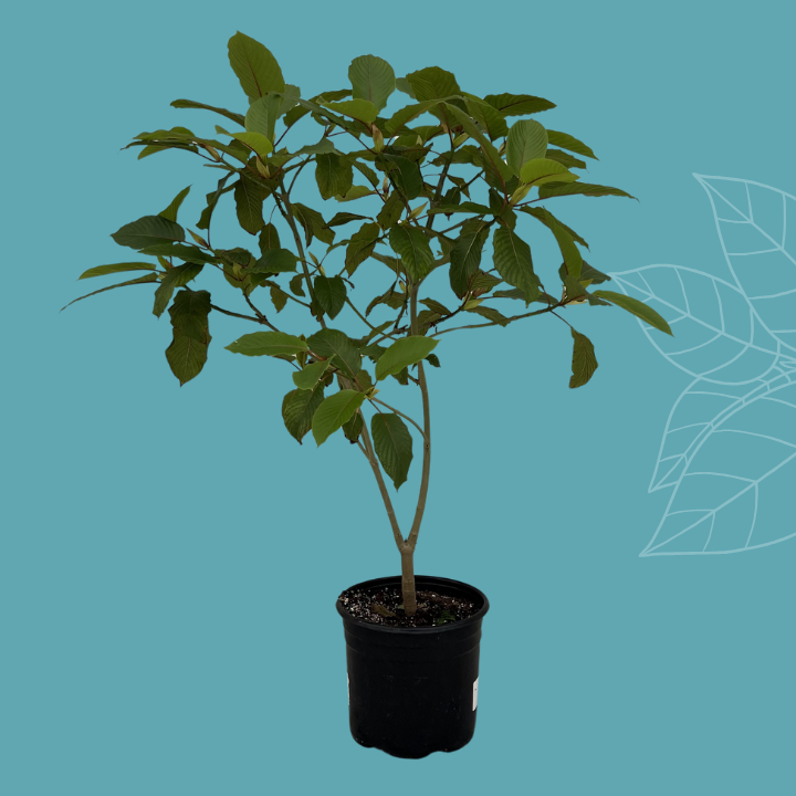 ETHA Live Kratom Plant