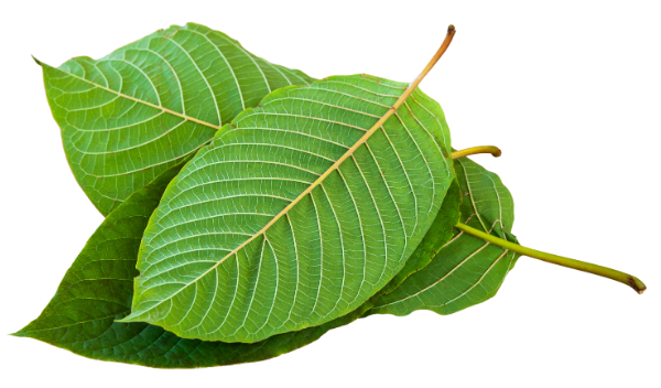 kratom leaves
