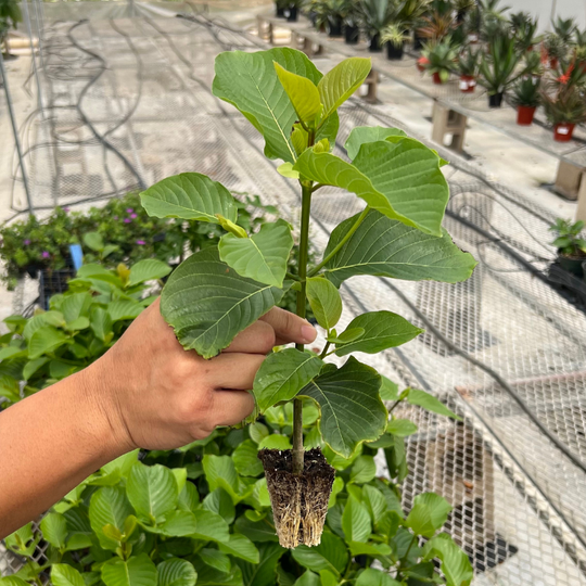 ETHA Live Kratom Plant