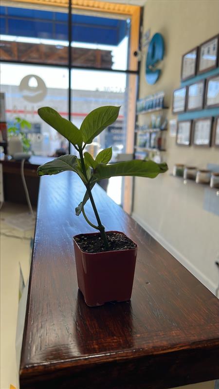 ETHA Live Kratom Plant