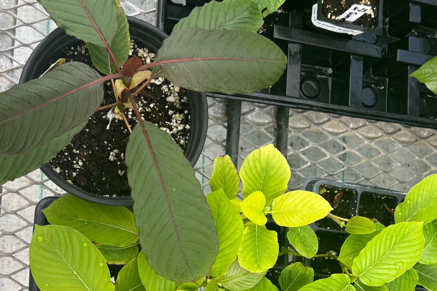 ETHA Live Kratom Plant