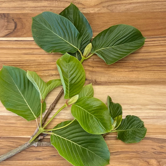 ETHA Natural Botanicals