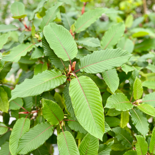 ETHA Live Kratom Plant