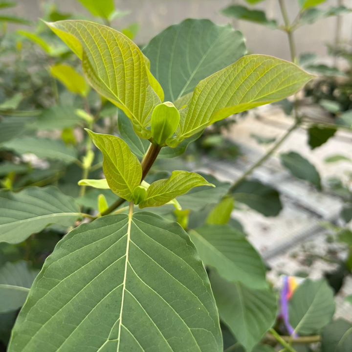 ETHA Live Kratom Plant